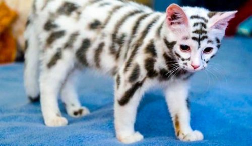 22 wspaniałe koty, które hipnotyzują swoim pięknem!