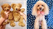 25 zdjęć pudli, które sprawią, że zakochasz się w tych puszystych słodziakach!