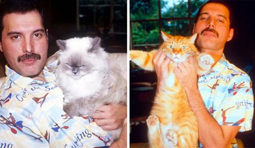 20 zdjęć Freddie’go Mercury i jego kotów, które kochał i traktował jak własne dzieci!