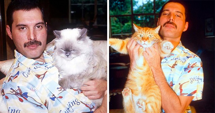 20 zdjęć Freddie’go Mercury i jego kotów, które kochał i traktował jak własne dzieci!