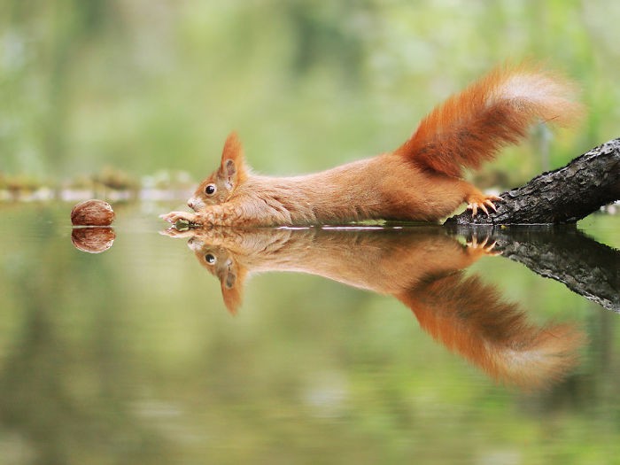 30 zabawnych fotografii dzikich zwierząt nagrodzonego austriackiego fotografa!