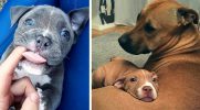 22 przypadki, gdy pitbulle były bezlitośnie urocze!