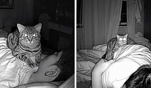 Mężczyzna ustawił kamerę, aby nagrać to, co robi jego kot nocą, a rezultat jest zabawny!