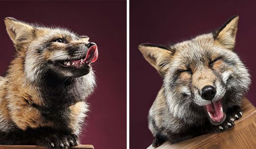 Fotografka zrobiła sesję zdjęciową lisom i zakochała się w ich osobowościach!
