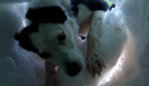 Zakopany w śniegu mężczyzna sfilmował psa który uratował mu życie!