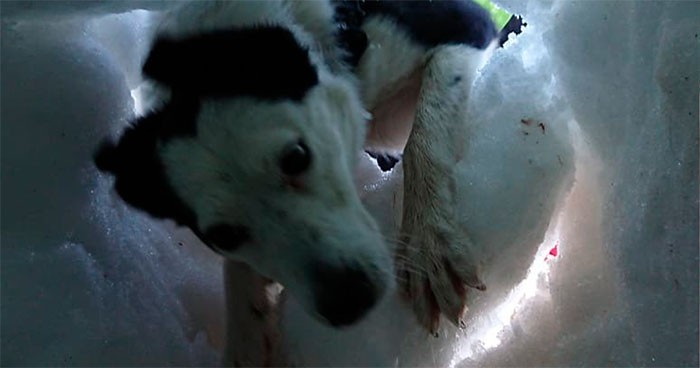 Zakopany w śniegu mężczyzna sfilmował psa który uratował mu życie!
