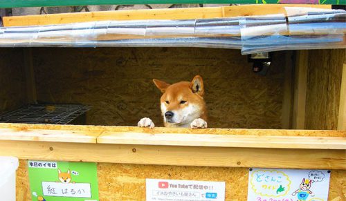 Ten stragan z pieczonymi ziemniakami w Japonii jest zarządzany przez psa Shibę!