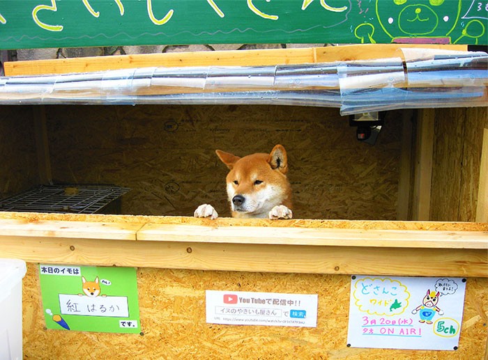 Ten stragan z pieczonymi ziemniakami w Japonii jest zarządzany przez psa Shibę!