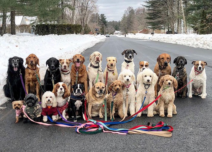 Te wspaniałe psy codziennie pozują do grupowych zdjęć na spacerze!