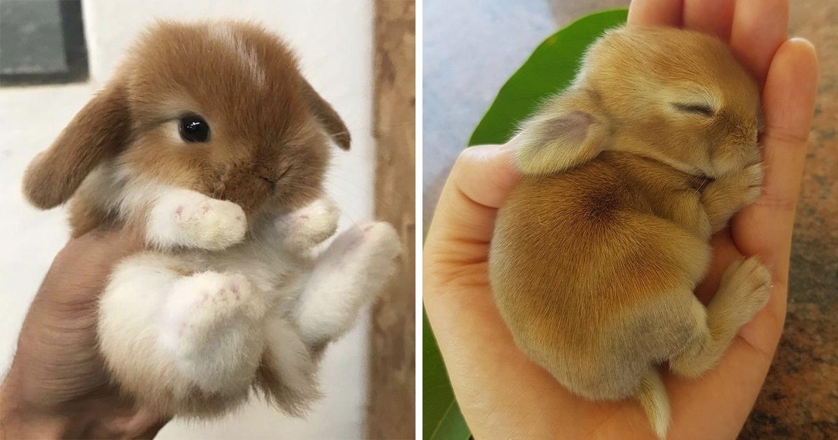 30 uroczych króliczków, które przypomną Ci o Wielkanocy!