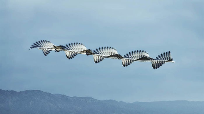 10 oszałamiających zdjęć, które przechwytują wzory lotu ptaków!
