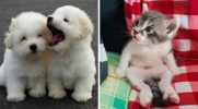 23 zdjęcia małych zwierzątek, które są urocze ponad miarę!