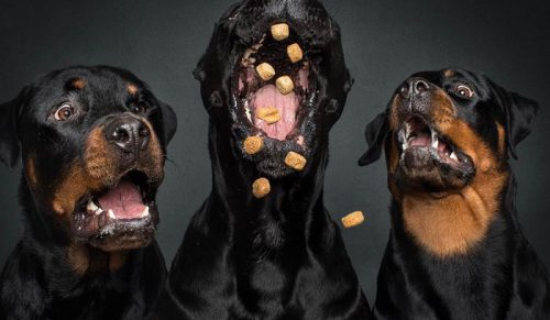 Oto zabawne miny psów próbujących złapać smakołyki w powietrzu!