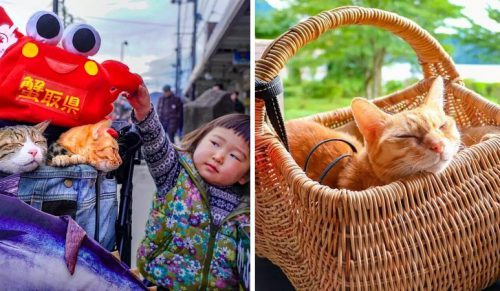 Mężczyzna podróżuje po Japonii ze swoimi dwoma kotami, a ich Instagram jest doskonały!