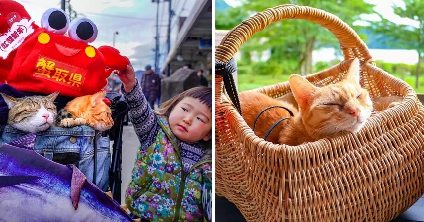 Mężczyzna podróżuje po Japonii ze swoimi dwoma kotami, a ich Instagram jest doskonały!