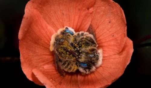 Okazuje się, że istnieją gatunki pszczół, które śpią w kwiatach i wyglądają przesłodko!