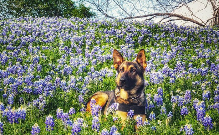 „The Texas Bluebonnet Challenge” stał się popularny, a oto 20 najlepszych zdjęć od funkcjonariuszy policji!