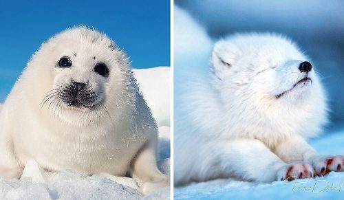 25 zwierząt polarnych, które mogą ogrzać twoje serce nawet w ekstremalnych mrozach!