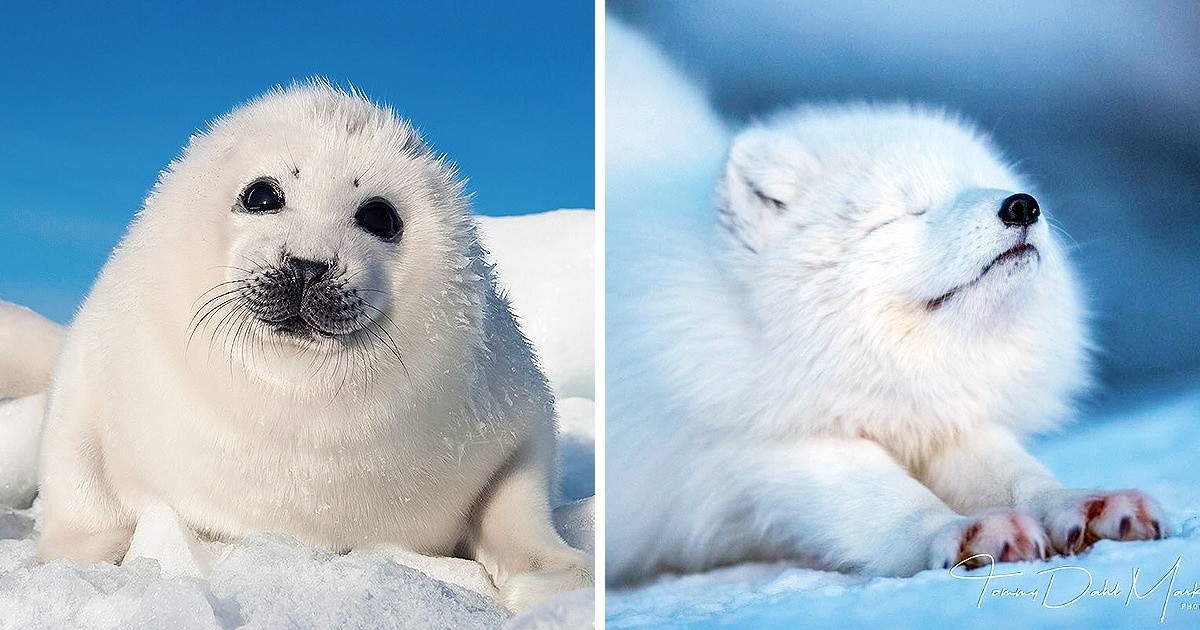 25 zwierząt polarnych, które mogą ogrzać twoje serce nawet w ekstremalnych mrozach!