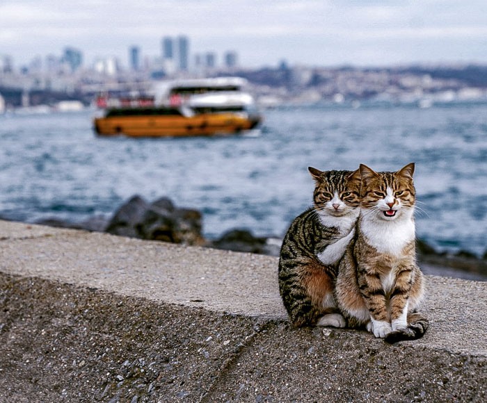 Fotograf uchwycił na zdjęciach przytulające się dwa bezpańskie koty!