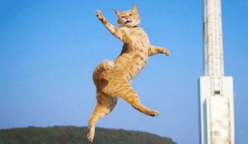 30 najzabawniejszych zdjęć tańczących kotów!