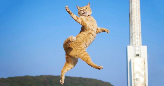 30 najzabawniejszych zdjęć tańczących kotów!