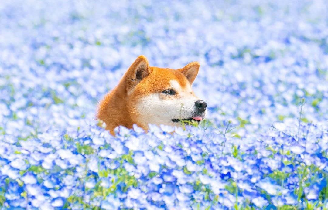 Ten Shiba Inu jest najsłodszym kwiatem Boi w Japonii, a jego zdjęcia cię uszczęśliwią!
