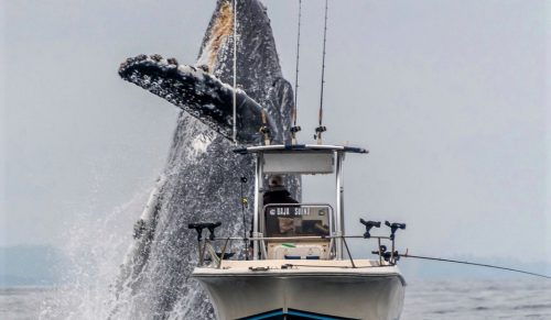 Popularne nagranie pokazuje gigantycznego wieloryba skaczącego obok łodzi rybackiej!