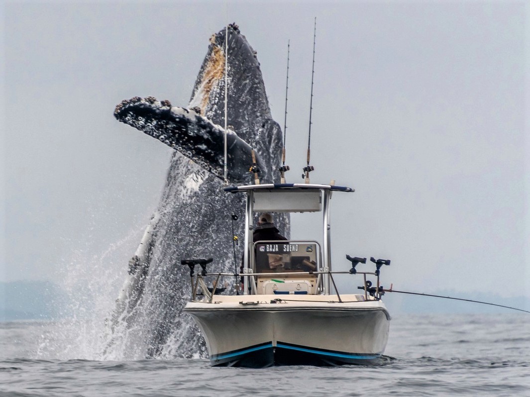 Popularne nagranie pokazuje gigantycznego wieloryba skaczącego obok łodzi rybackiej!