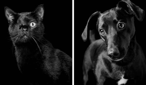 Czarne psy i koty są najrzadziej adoptowane, więc fotografka zorganizowała im sesję zdjęciową!
