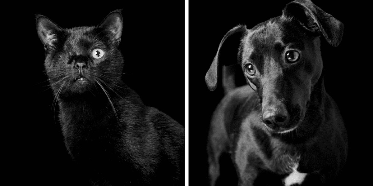 Czarne psy i koty są najrzadziej adoptowane, więc fotografka zorganizowała im sesję zdjęciową!