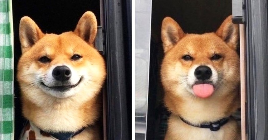 17 zdjęć udowodniających, że psy potrafią zarażać szczęściem!