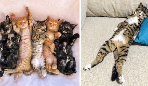 22 koty, które wyglądają tak przytulnie, że sprawią, że będziesz chciał się zdrzemnąć!