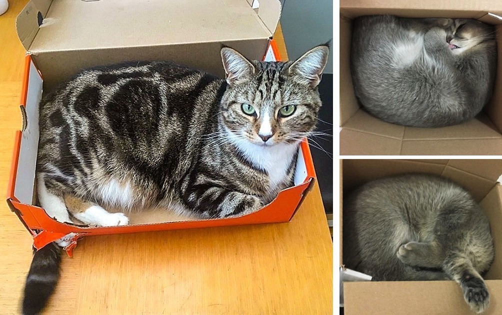 21 zdjęć kotów w kartonach, które mogą cię rozweselić!