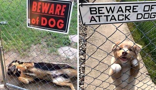 24 „niebezpieczne” psy za znakami ostrzegającymi!