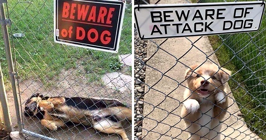 24 „niebezpieczne” psy za znakami ostrzegającymi!