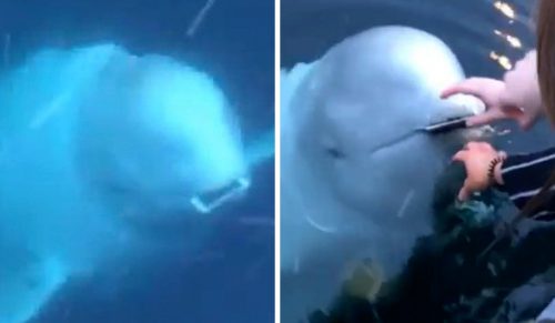 Przyjazny wieloryb zwraca telefon kobiecie, która przypadkowo upuściła go do oceanu!