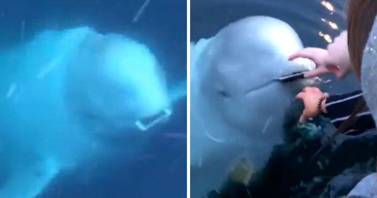 Przyjazny wieloryb zwraca telefon kobiecie, która przypadkowo upuściła go do oceanu!