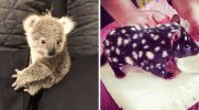 25 uroczych zwierząt z Australii dla tych, którzy boją się węży i pająków!