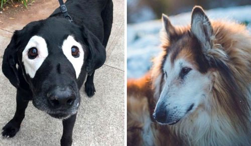 30 niesamowitych zdjęć starszych psów, które cieszą się swoją „emeryturą”!