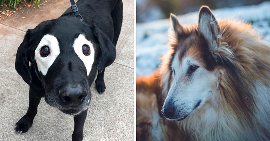 30 niesamowitych zdjęć starszych psów, które cieszą się swoją „emeryturą”!