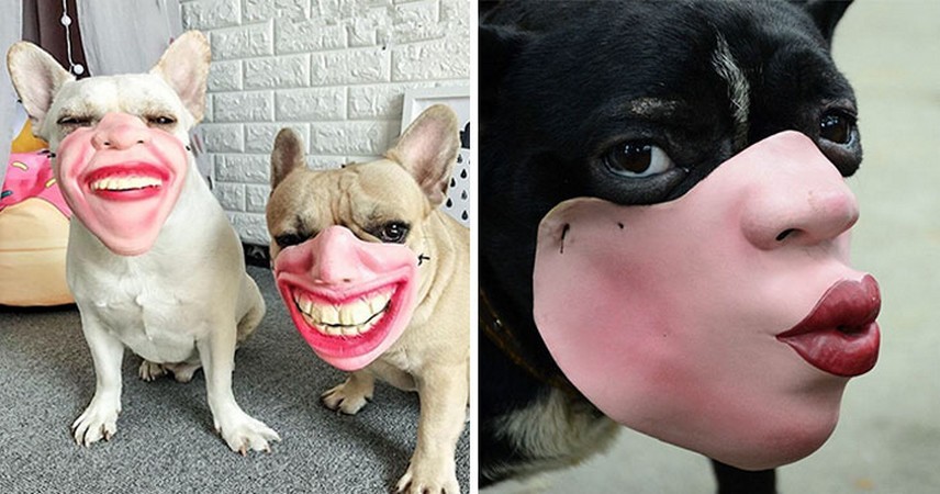 Amazon sprzedaje kagańce dla psów, które wyglądają jak ludzkie twarze i są dziwaczne!