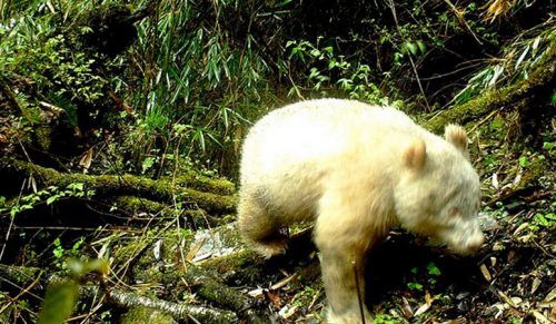 Rzadko spotykana panda albinos została zauważona w chińskim lesie!
