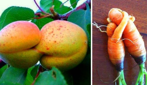 23 zaskakujące owoce i warzywa, które wydają się być żywe!