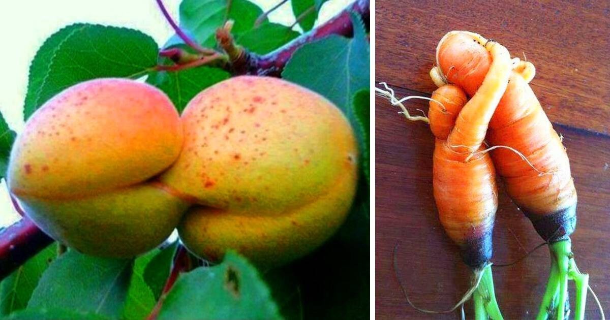 23 zaskakujące owoce i warzywa, które wydają się być żywe!