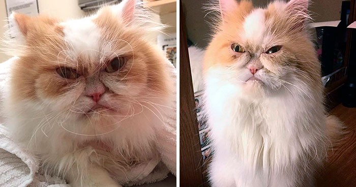 Internet znalazł zastępcę kota Grumpy Cat!