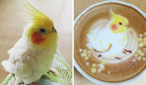 Japońska artystka tworzy piękne ptaki na kawie latte!
