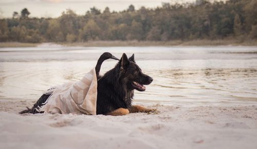 Fotografka robi zdjęcia nieoczekiwanej przyjaźni między jej psem a jej kaczką!