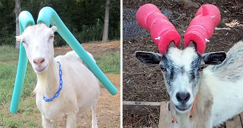 14 zdjęć niegrzecznych kóz, które musiały nosić zabezpieczenia na rogach!