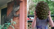 Oto zdjęcia, które zniechęcą cię do podróży do Australii!